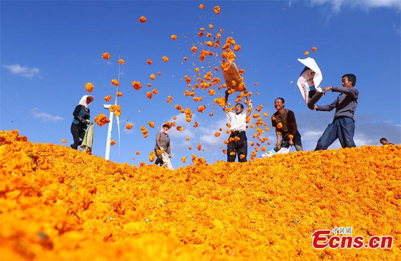 La récolte des fleurs de souci dans le Gansu