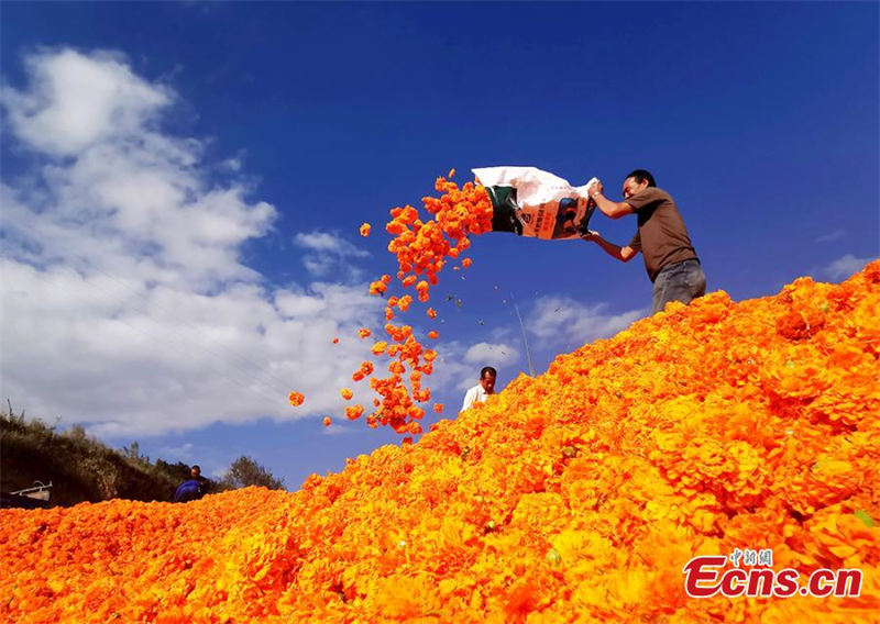 La récolte des fleurs de souci dans le Gansu