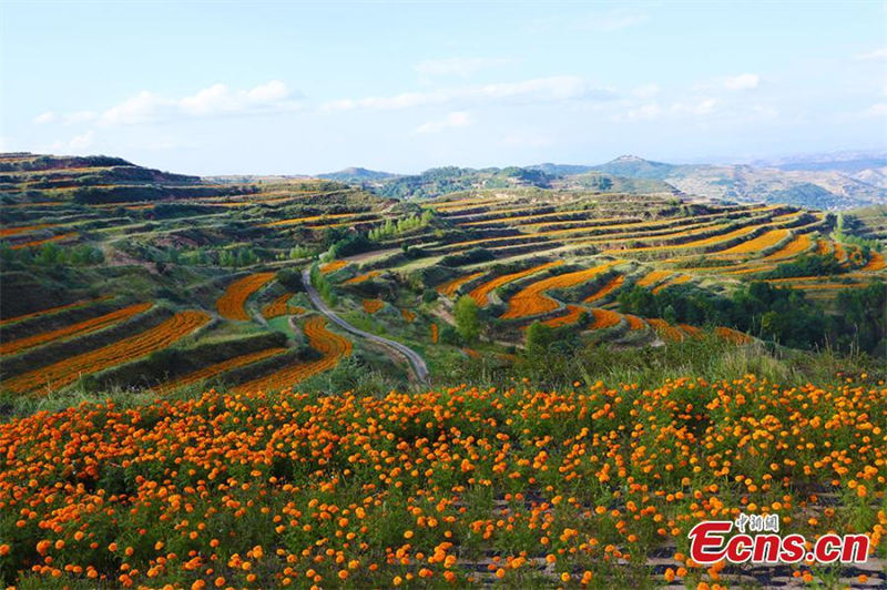 La récolte des fleurs de souci dans le Gansu