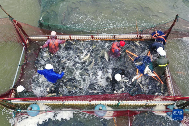 La saison de la pêche bat son plein dans le Jiangsu