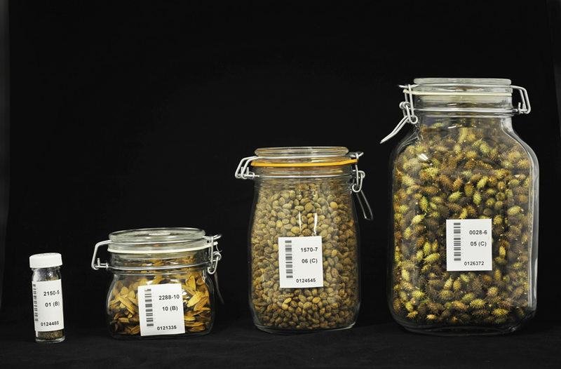 Dans la Banque de germoplasme des espèces sauvages du sud-ouest de la Chine, les graines peuvent vivre jusqu'à mille ans