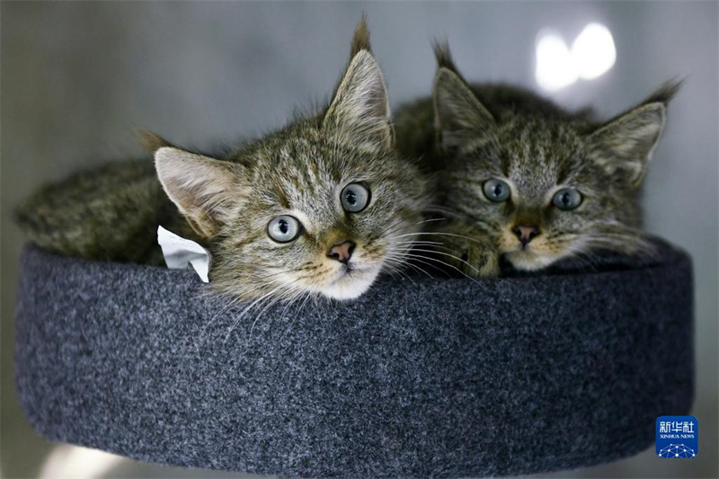 L'écologie s'améliore et les adorables chats du désert reviennent dans le Qinghai