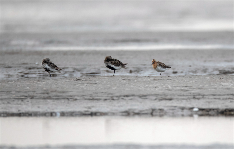 Adorable : un ? oiseau avec une cuillère ? appara?t dans le Jiangsu !