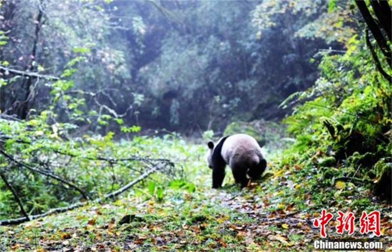 Le premier groupe de parcs nationaux de Chine dévoilé