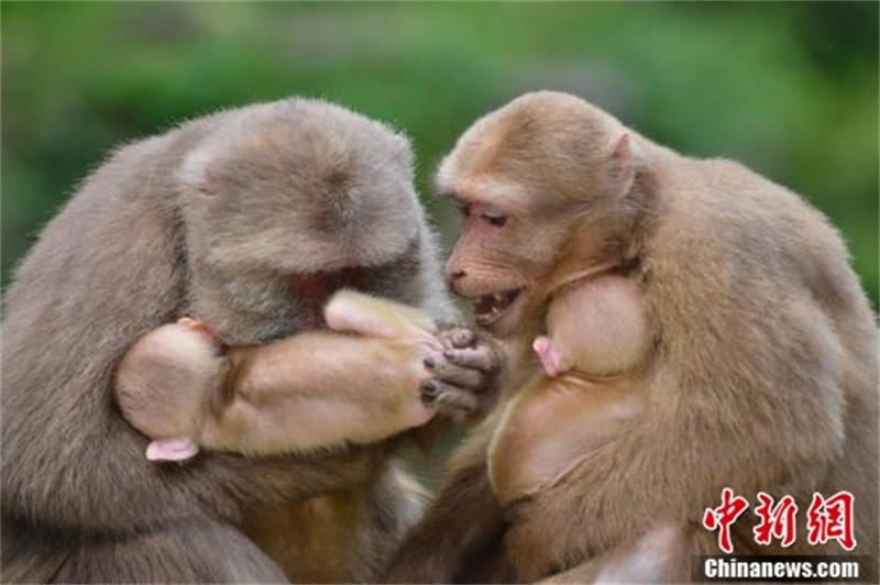 Le premier groupe de parcs nationaux de Chine dévoilé