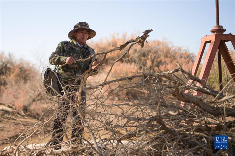 Le gardien de la beauté automnale de la forêt de peupliers d'Ejina, en Mongolie intérieure
