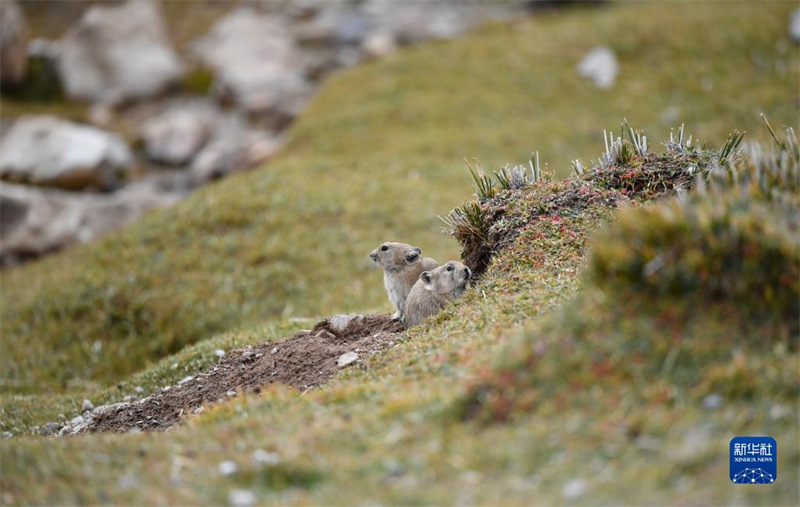 La réserve de Qiangtang, au Tibet : un paradis pour les animaux sauvages