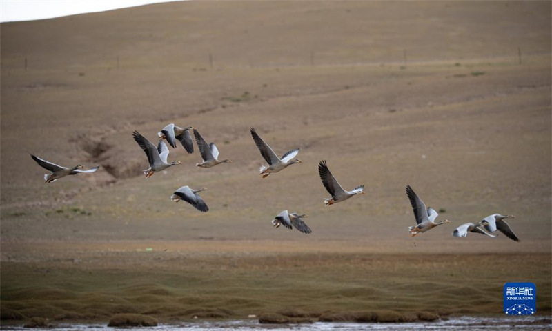 La réserve de Qiangtang, au Tibet : un paradis pour les animaux sauvages