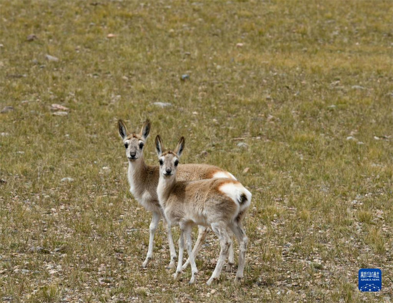 La réserve de Qiangtang, au Tibet : un paradis pour les animaux sauvages