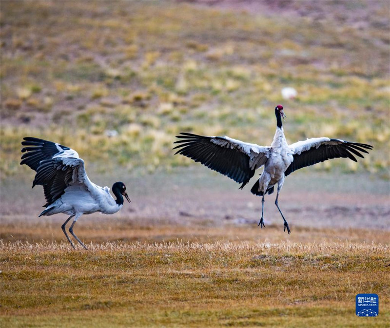 La réserve de Qiangtang, au Tibet : un paradis pour les animaux sauvages