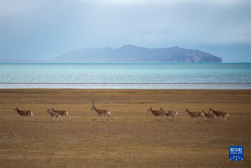 La réserve de Qiangtang, au Tibet : un paradis pour les animaux sauvages