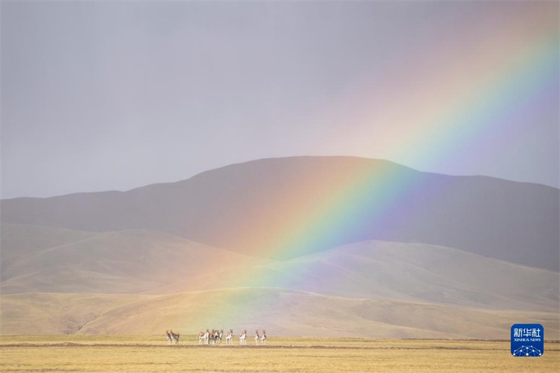 La réserve de Qiangtang, au Tibet : un paradis pour les animaux sauvages