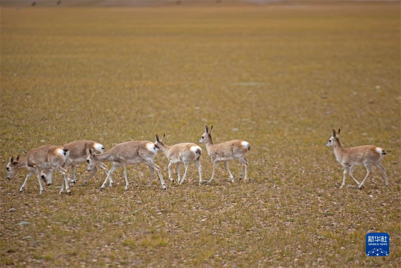 La réserve de Qiangtang, au Tibet : un paradis pour les animaux sauvages