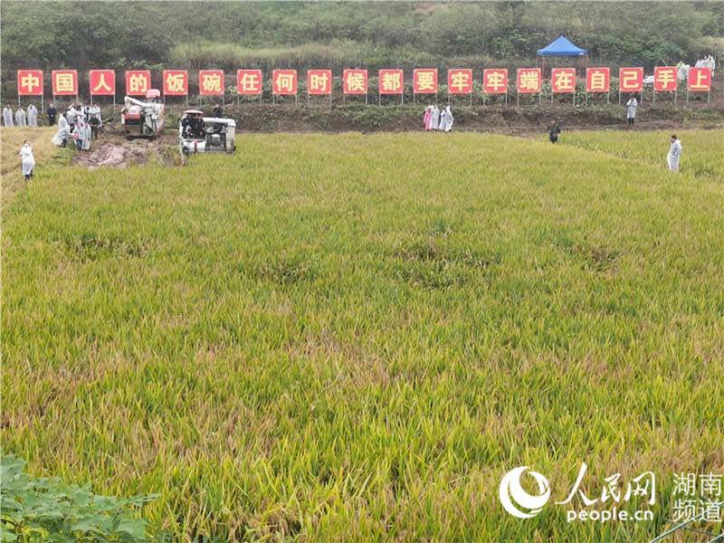 Le rendement du riz hybride de troisième génération de double saison dépasse 1 600 kg par mu