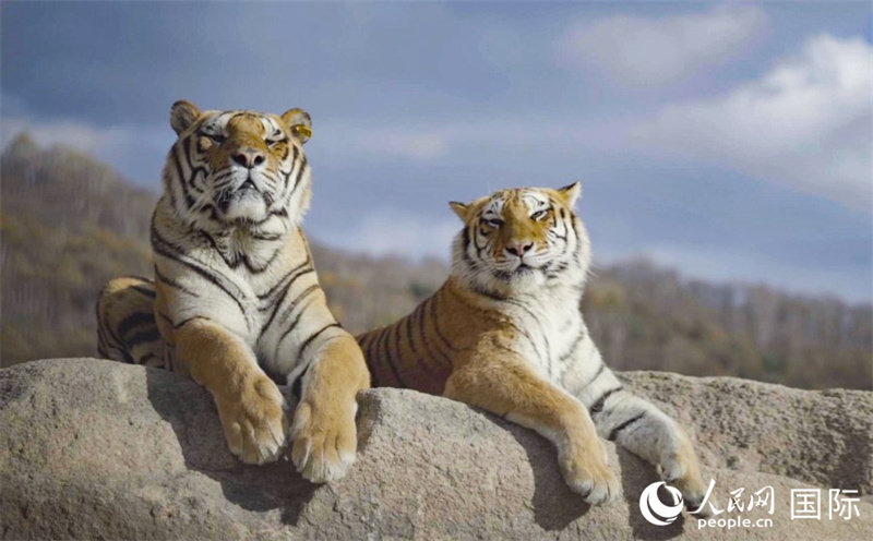 Deux tigres de Sibérie prennent un bain de soleil sur une grosse pierre dans le parc forestier des tigres de Sibérie de Hengdaohezi, dans la ville de Hailin, à Mudanjiang, dans la province du Heilongjiang (nord-est de la Chine), le 21 octobre. (Su Jinggang / Le Quotidien du Peuple en ligne)