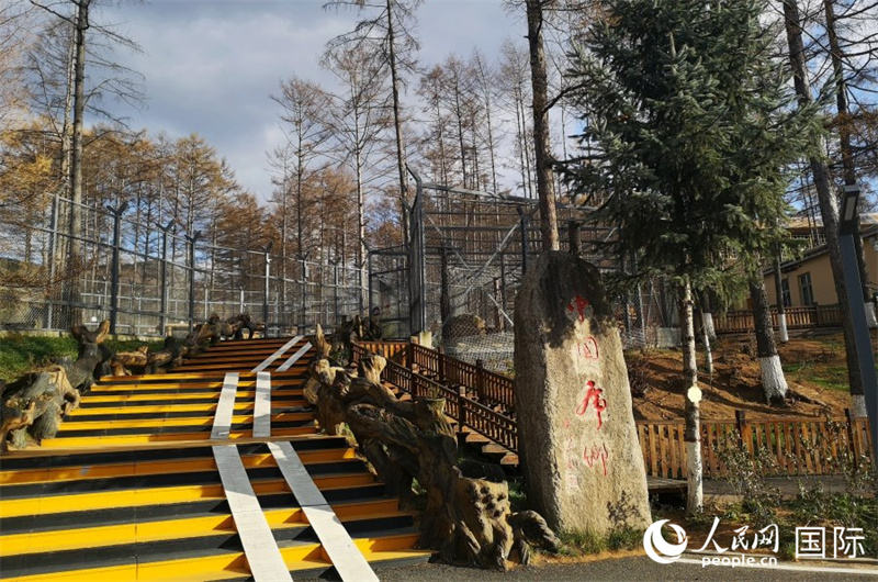 Découvrez le charme du ? roi de la forêt ? dans le parc forestier des tigres de Sibérie