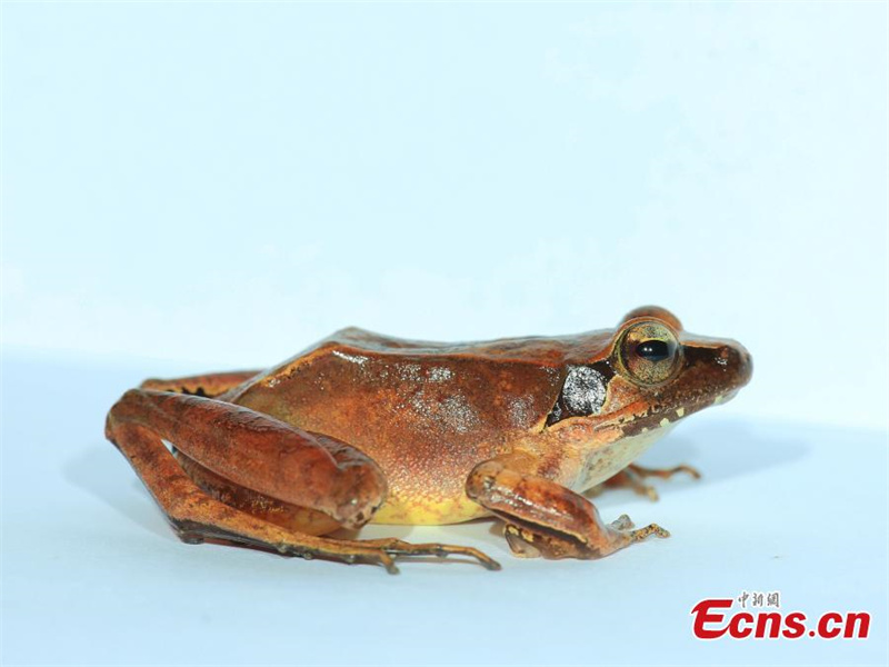 Deux nouvelles espèces découvertes dans le parc national de Wuyishan dans le Fujian