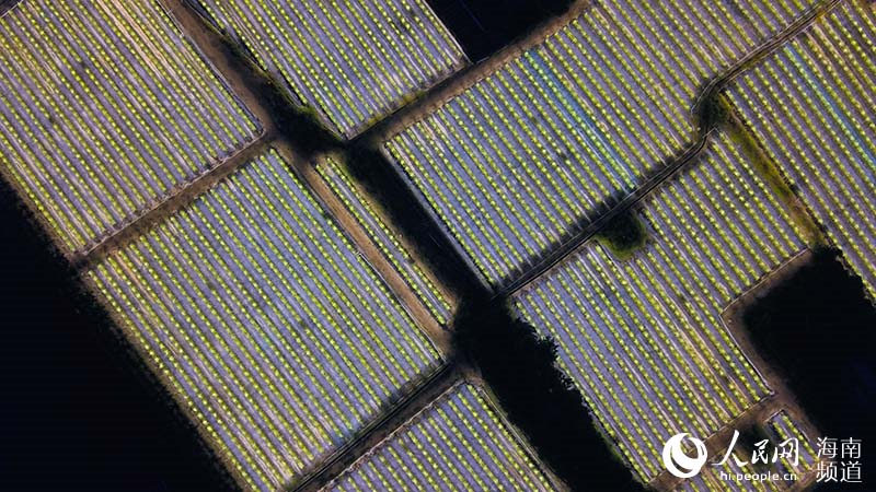 Hainan : les pitayas ? illuminent ? la nuit dans la campagne, éclairant la route de la revitalisation