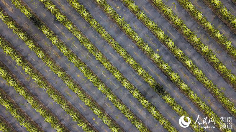 Hainan : les pitayas ? illuminent ? la nuit dans la campagne, éclairant la route de la revitalisation