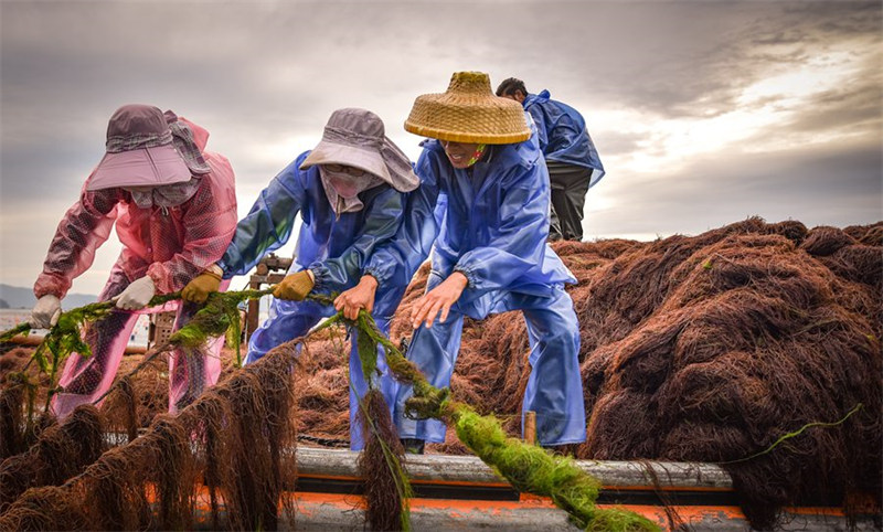 Découvrez la vie simple et idyllique des pêcheurs d'un petit village du Fujian