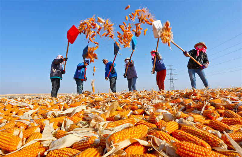 Zhangye, dans le Gansu : le traitement des grains de ma?s bat son plein