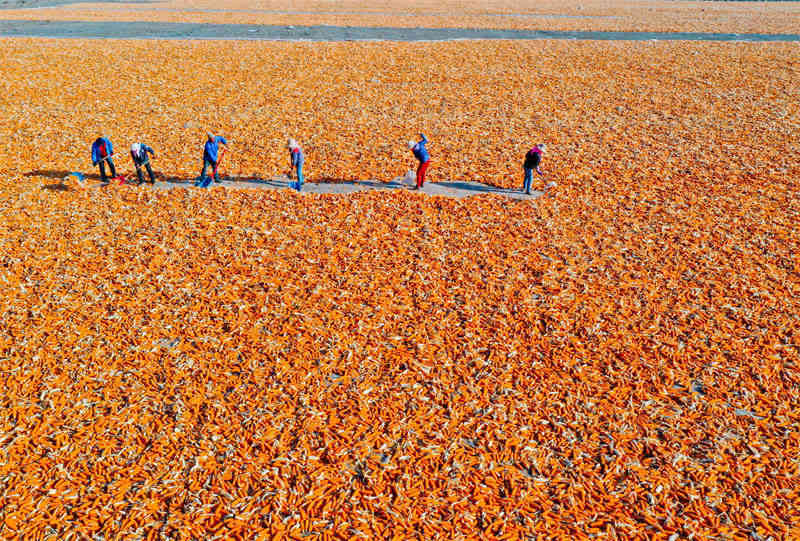 Zhangye, dans le Gansu : le traitement des grains de ma?s bat son plein