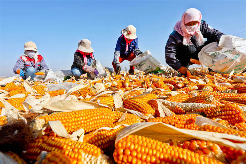 Zhangye, dans le Gansu : le traitement des grains de ma?s bat son plein