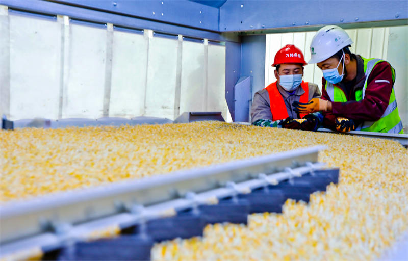 Zhangye, dans le Gansu : le traitement des grains de ma?s bat son plein