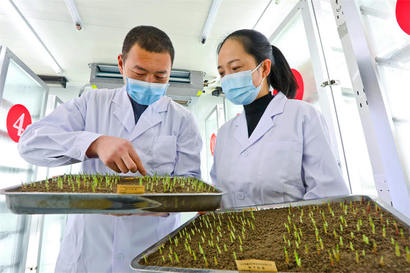 Zhangye, dans le Gansu : le traitement des grains de ma?s bat son plein