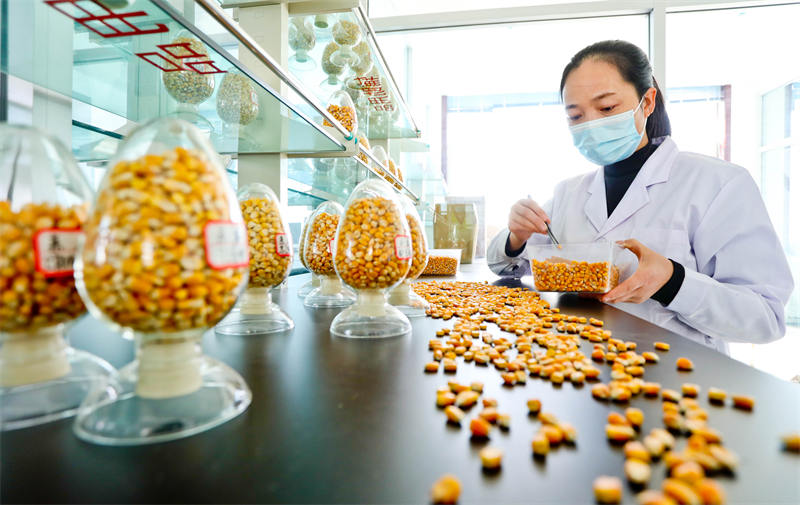 Zhangye, dans le Gansu : le traitement des grains de ma?s bat son plein