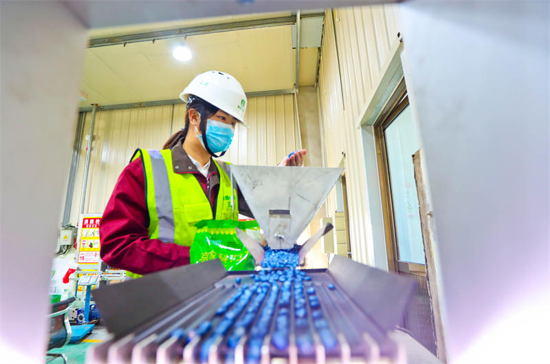 Zhangye, dans le Gansu : le traitement des grains de ma?s bat son plein