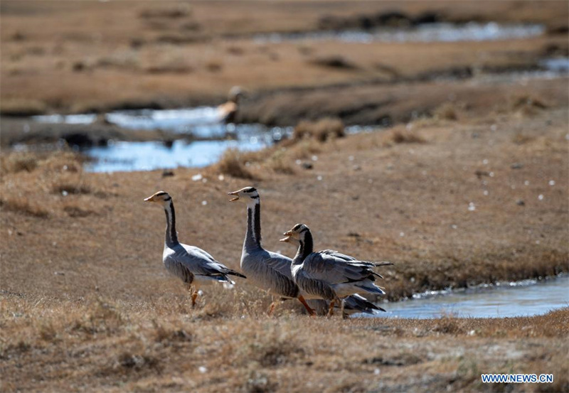 Chine : paysage du lac Yamzbog Yumco