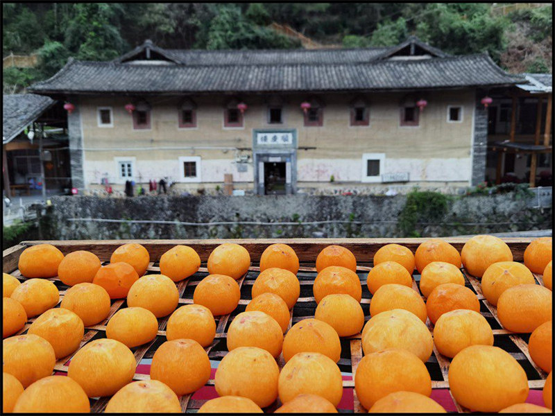 Le commerce prospère du kaki dans la campagne magnifique des Tulou du Fujian