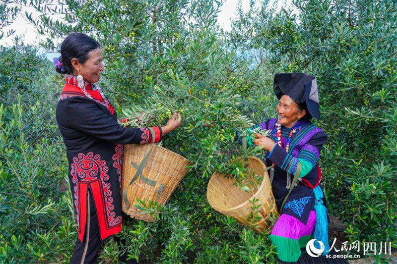En photos : la grande récolte du mont Daliang, dans le Sichuan