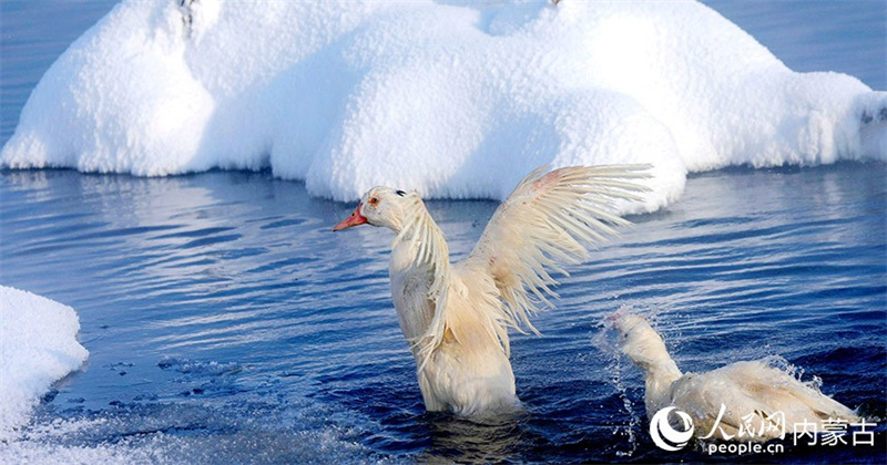 Mongolie intérieure : les ? rivières non gelées ? de Hulunbuir, une merveille hivernale qui coule encore à -40° C