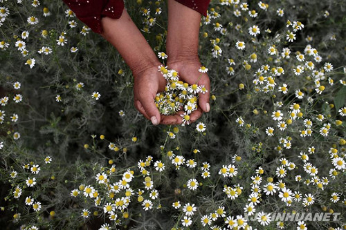 Des chercheurs chinois utilisent une plante tolérante au sel pour traiter les sols salins dans le Xinjiang