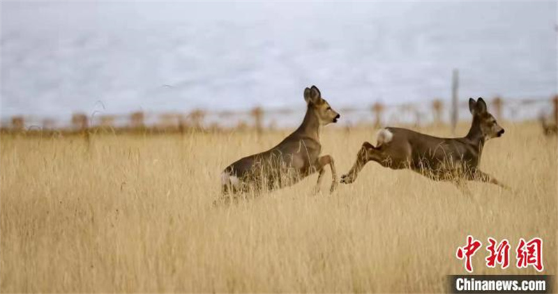 Un groupe de chevreuils fait son apparition dans le parc national des monts Qilian