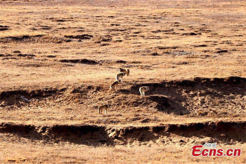 Le parc national de Sanjiangyuan effectue sa première patrouille de 2022