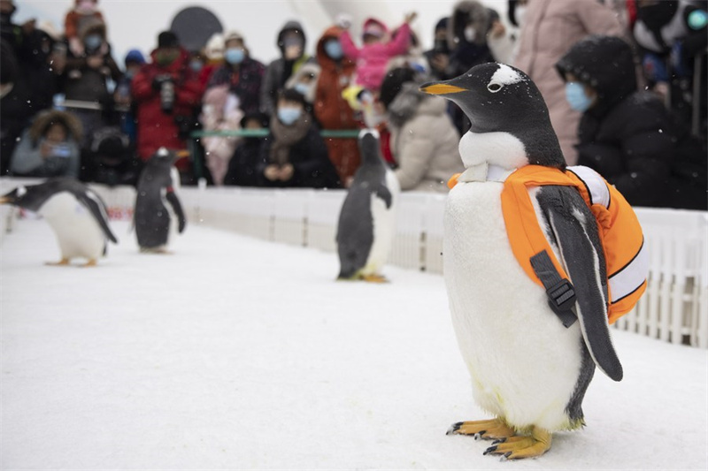 Chine : les pingouins du Polarpark d'Harbin