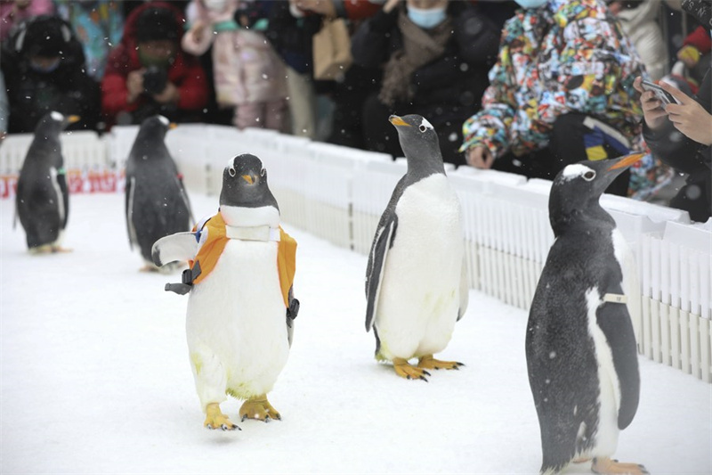 Chine : les pingouins du Polarpark d'Harbin