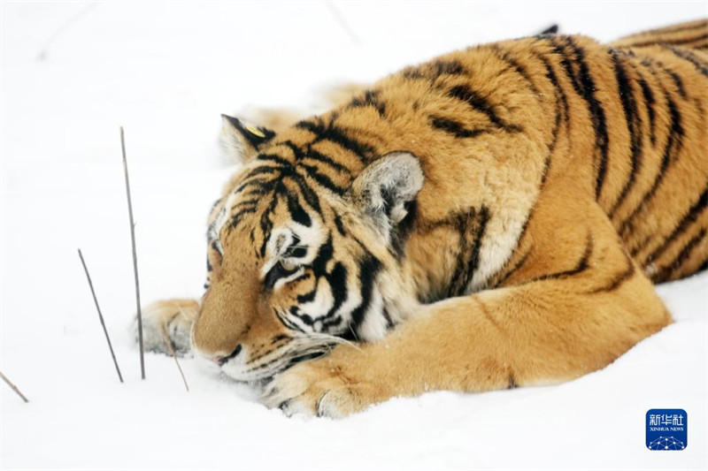 Heilongjiang : les tigres de Sibérie en plein hiver