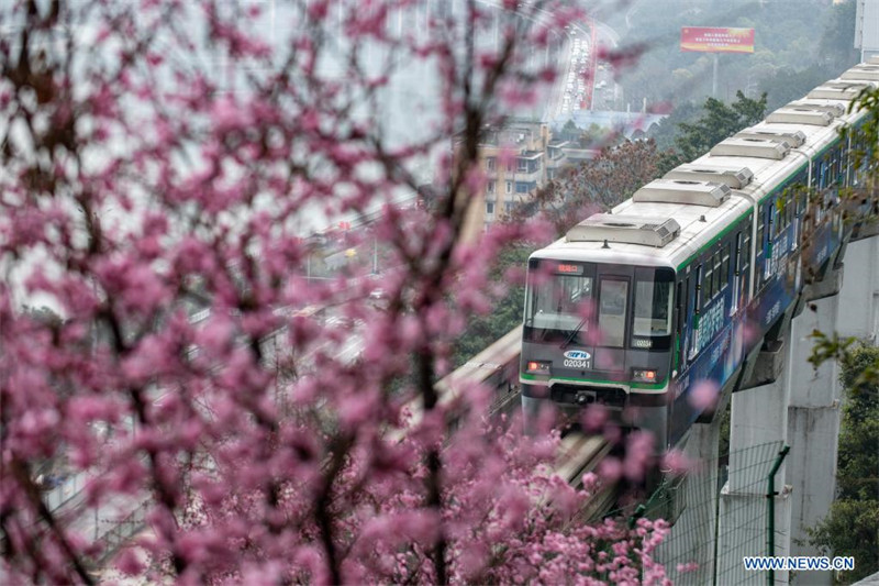 Chine : un train circule parmi des fleurs à Chongqing au printemps