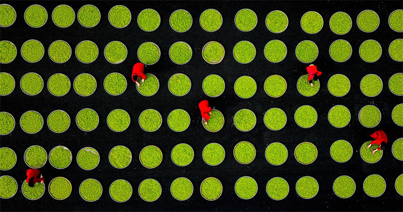 Jiangxi : la cueillette du thé bat son plein