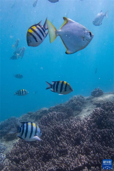 Hainan : Le taux de couverture corallienne dans les eaux de l'?le de Wuzhizhou atteint 37 %