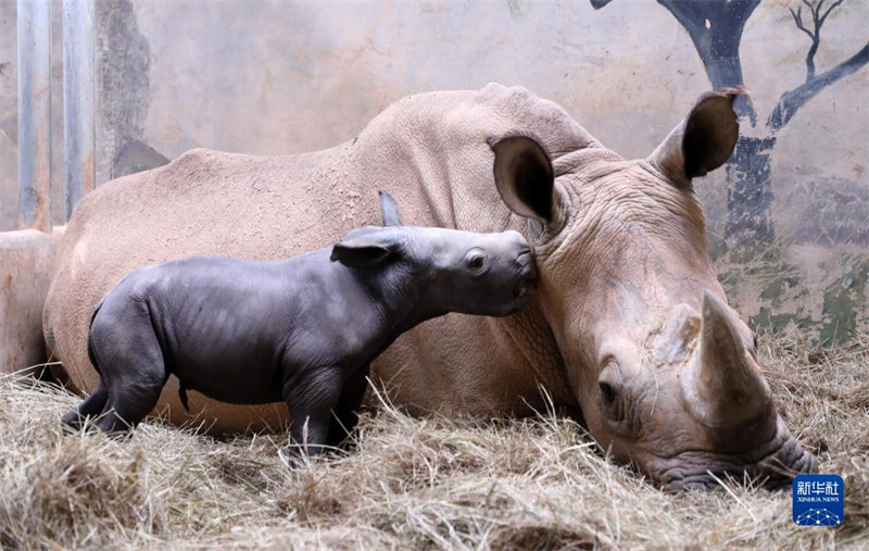 Un bébé rhinocéros est né dans le Parc Changlong de Guangzhou