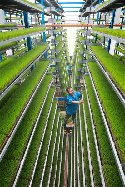 La riziculture intelligente à Jishui, dans le Jiangxi