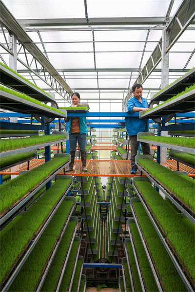 La riziculture intelligente à Jishui, dans le Jiangxi