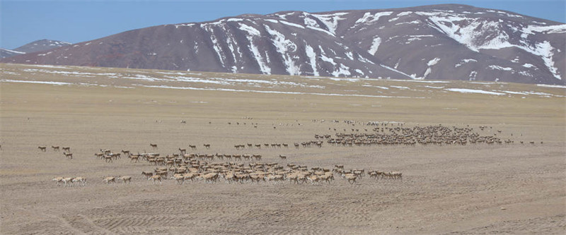 Une migration rare de 10 000 antilopes tibétaines au Tibet