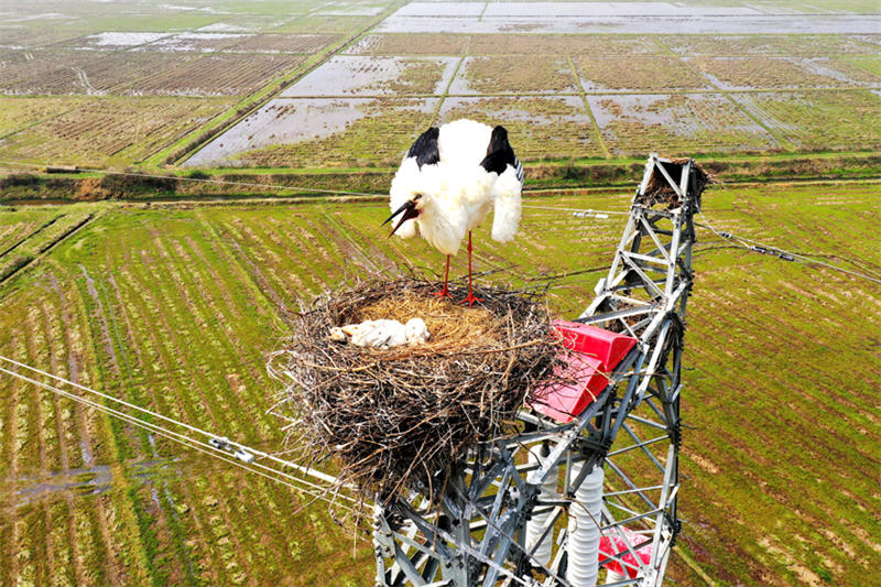 Jiangxi : la cigogne blanche orientale et le réseau électrique coexistent en harmonie