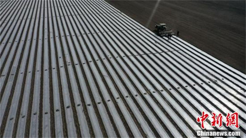 Le semis mécanisé d'un million de mu de coton dans un comté de coton du Xinjiang